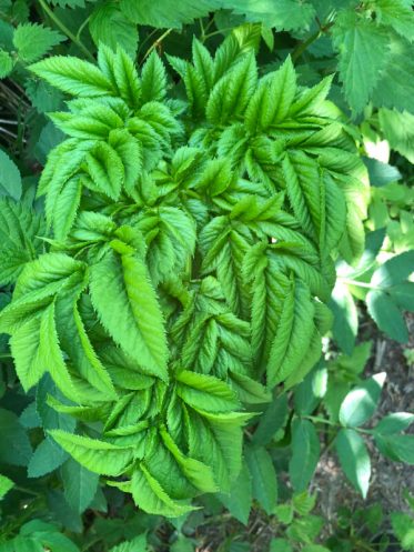 {{brizy_dc_image_alt imageSrc=