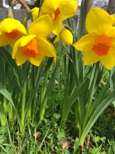 {{brizy_dc_image_alt imageSrc=